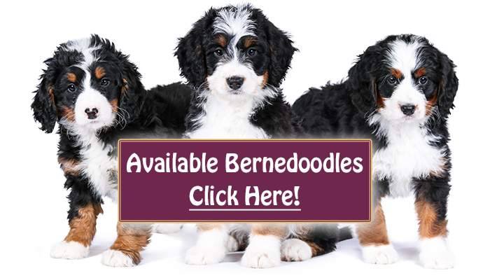 Mini bernedoodle puppies fashion for midwest